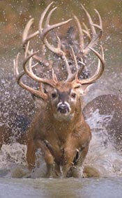 white-tailed deer running through water