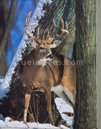 rue_080315_9164.jpg