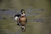 Click Image to Enlarge